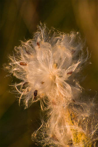 milkweed seeds